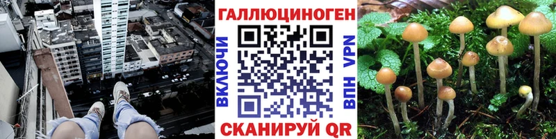 Купить где  Таштагол  Галлюциногенные грибы Cubensis 